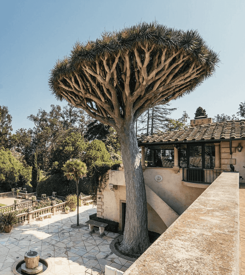 Dragon Blood Tree