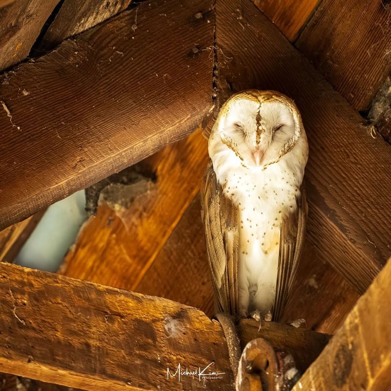 Barn Owl