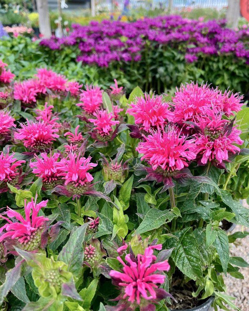 Bee Balm