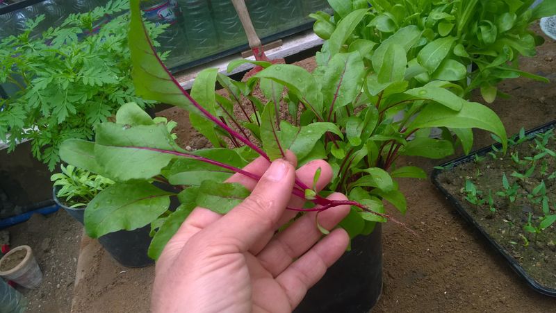 Beetroot