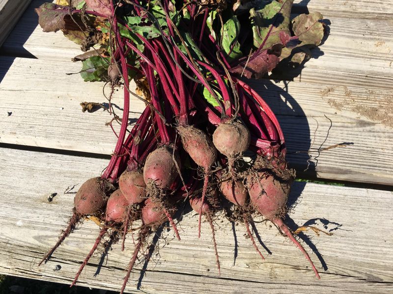 Beets