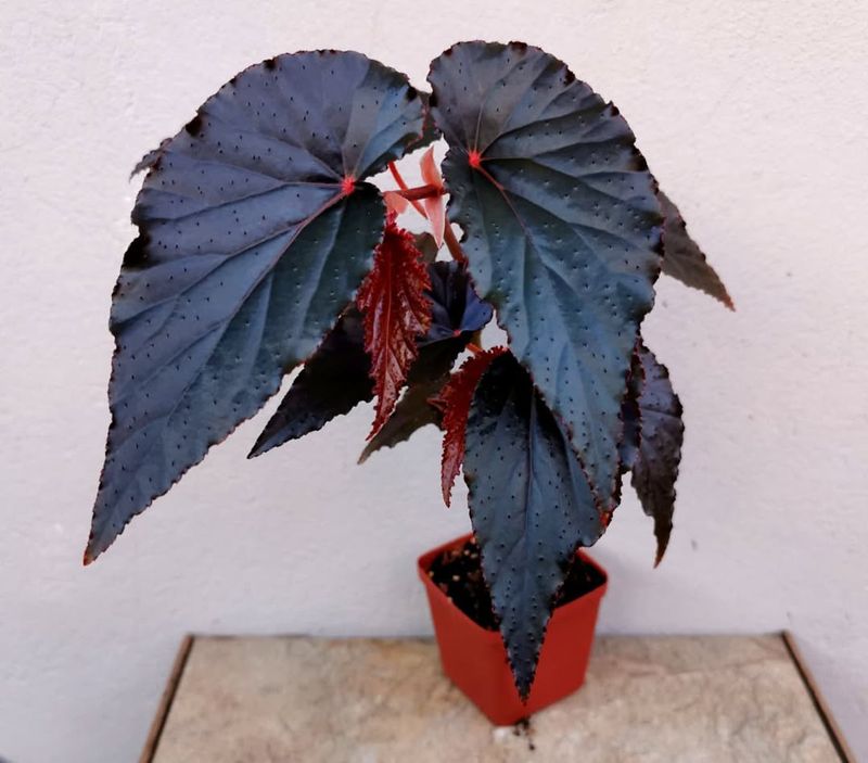 Begonia