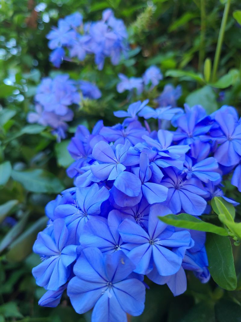 Plumbago