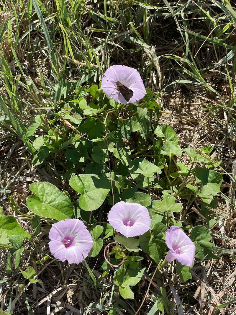 Bindweed