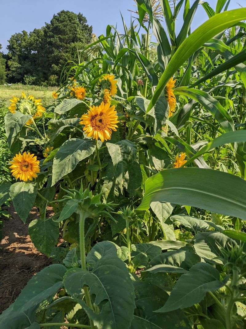 Biodynamic Planting