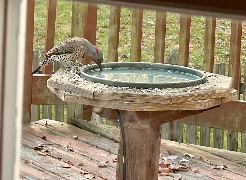 Bird Bath Focal Point