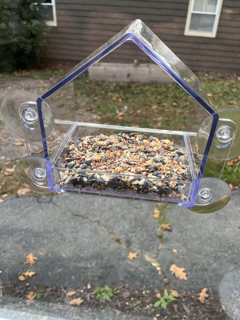 Bird Feeder Fiesta