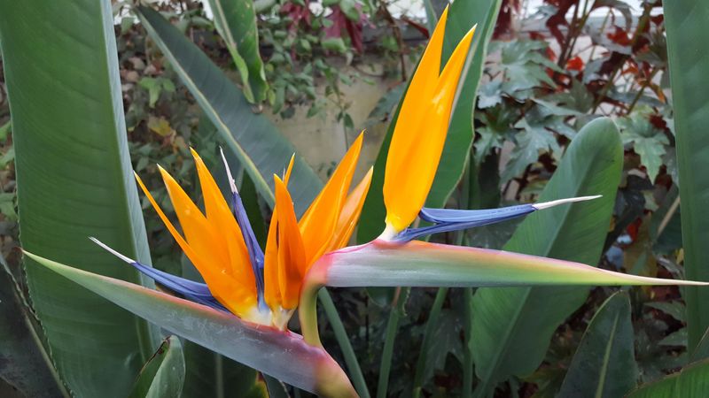 Bird of Paradise