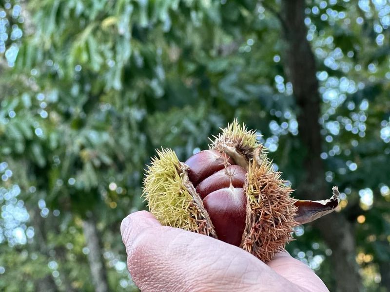 Chinese Chestnut