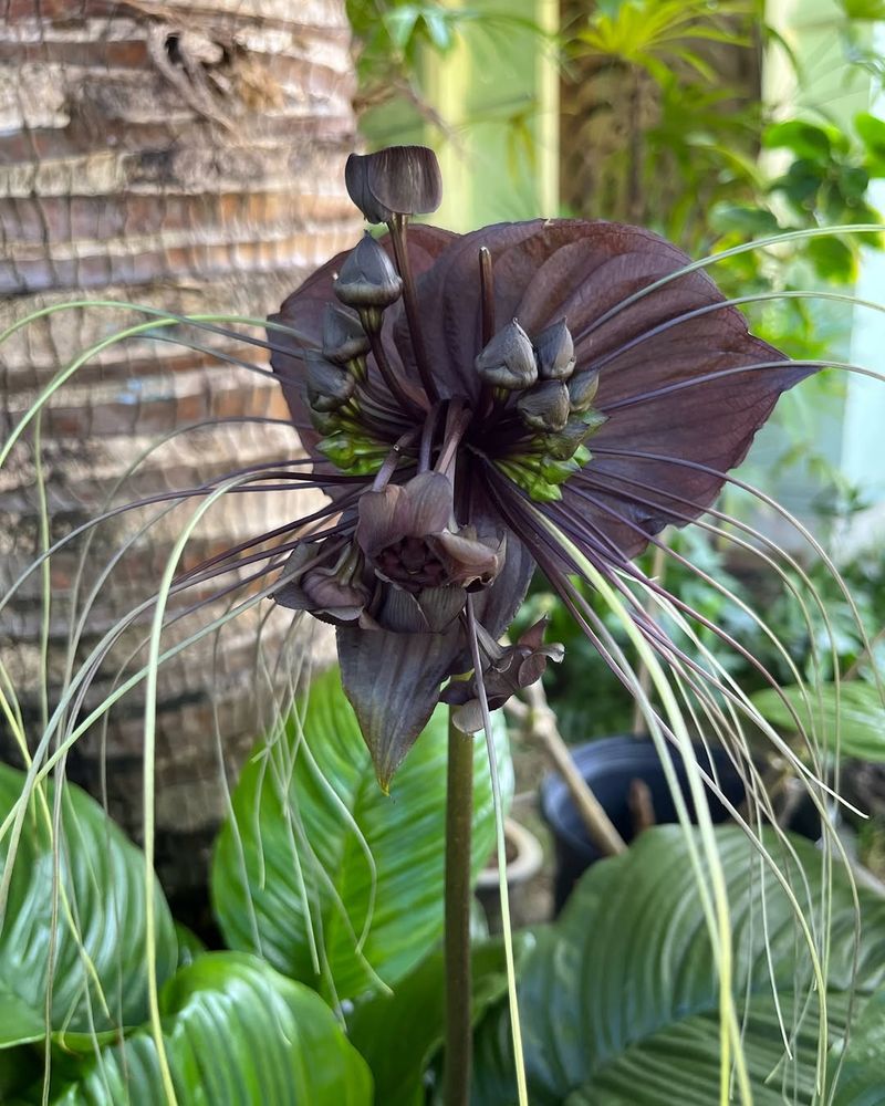 Black Bat Flower