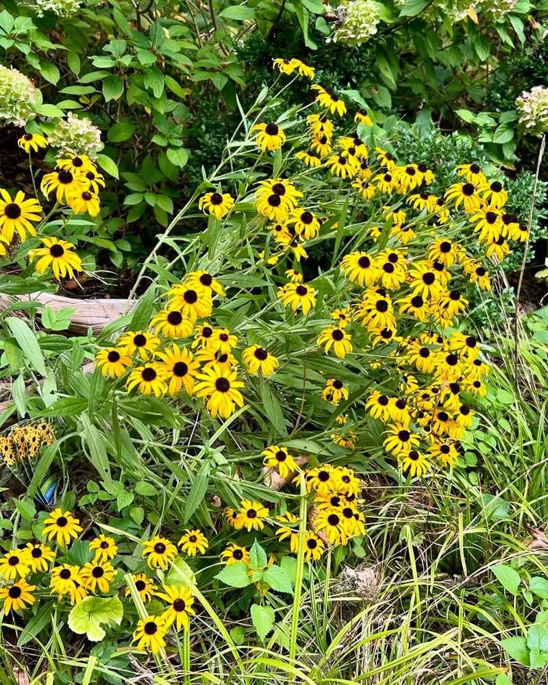 Black-Eyed Susan