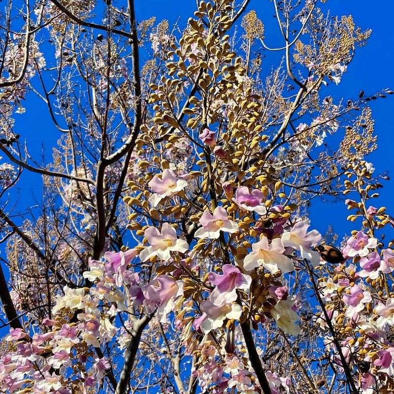 Princess Tree (Paulownia)