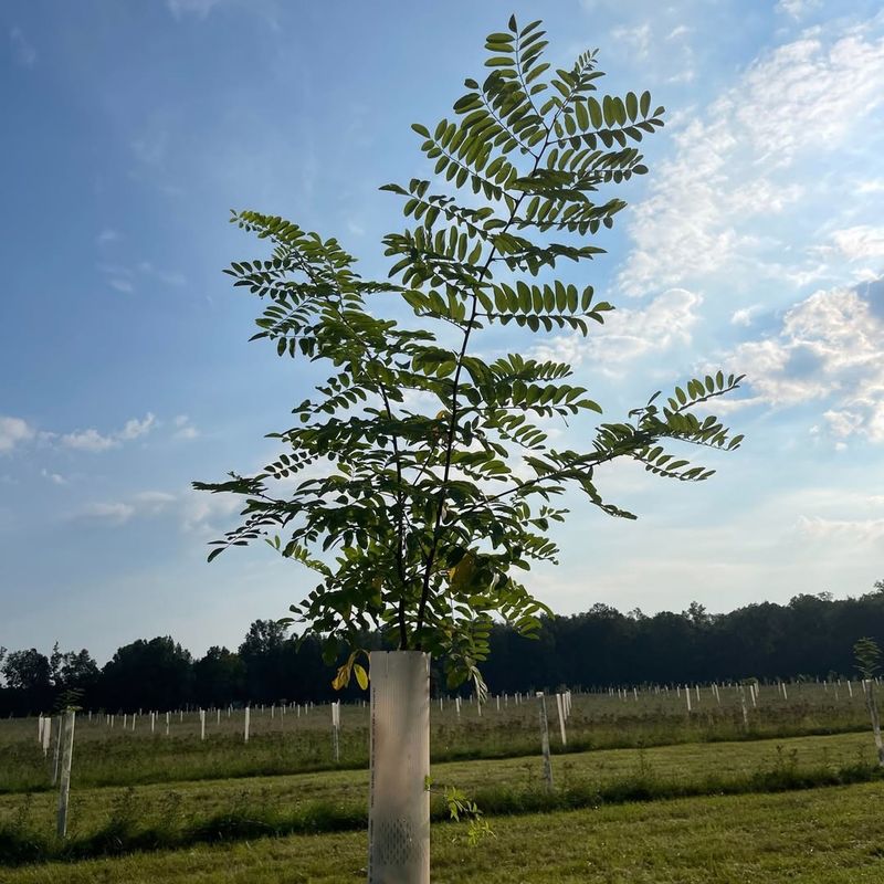 Black Locust