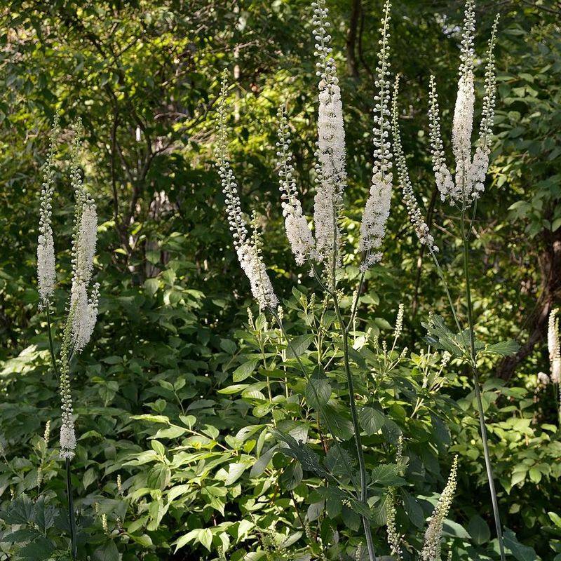 Black Snakeroot