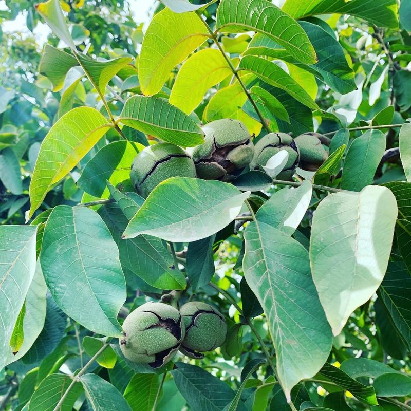 English Walnut