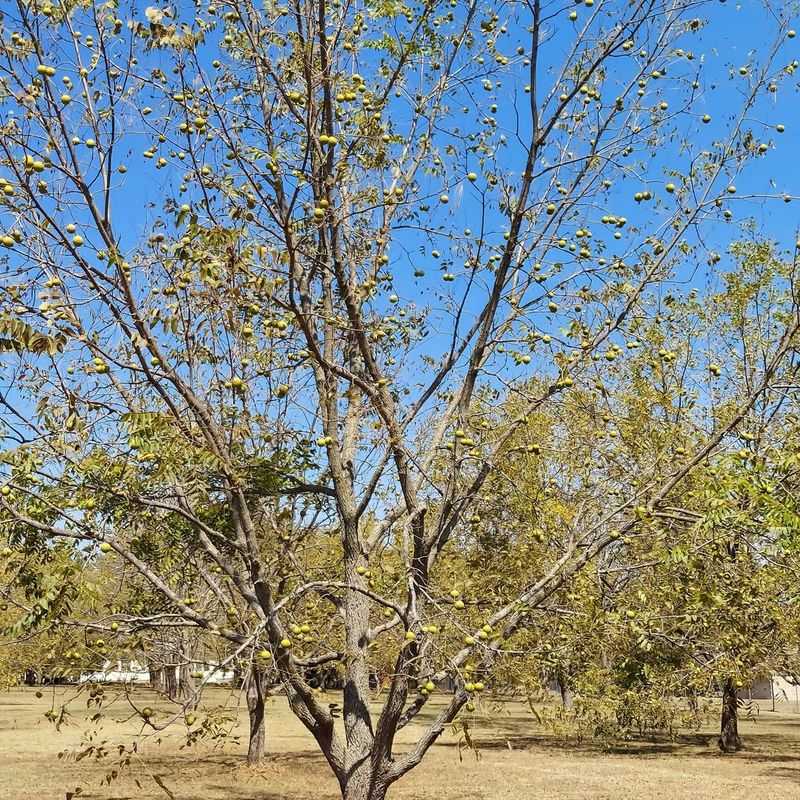 Black Walnut Tree