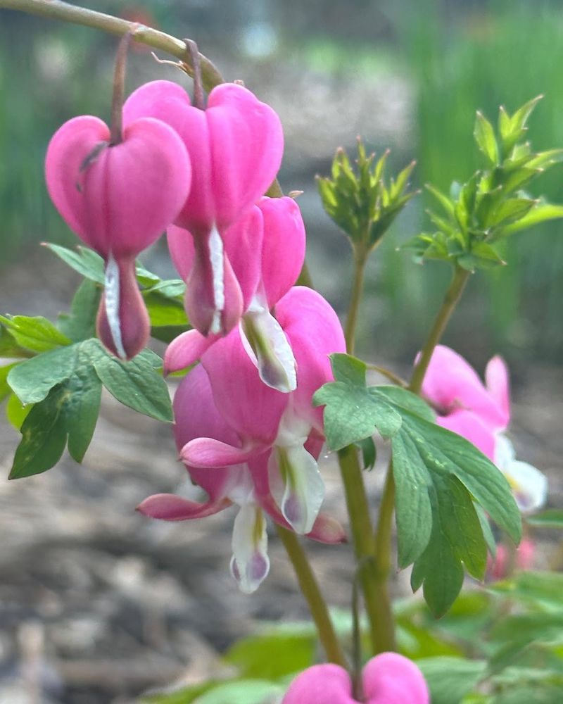 Bleeding Heart