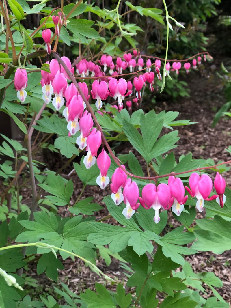 Bleeding Heart