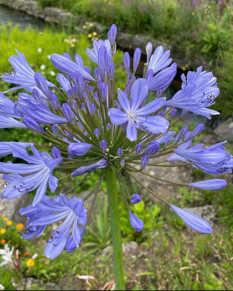 Blue Agapanthus