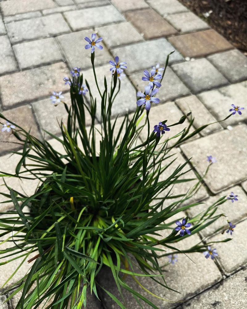 Blue Eyed Grass