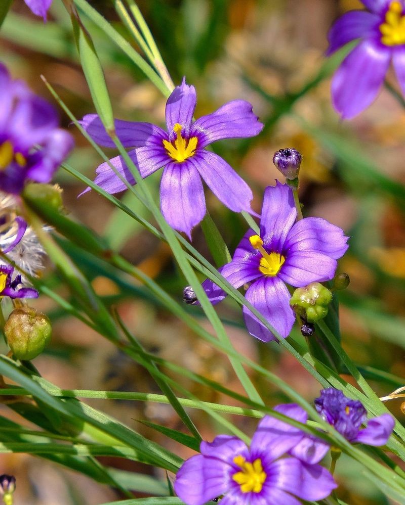 Blue-Eyed Grass