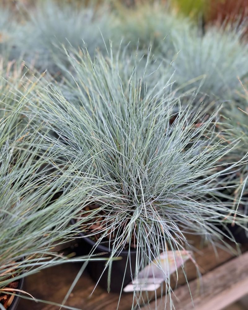 Blue Fescue