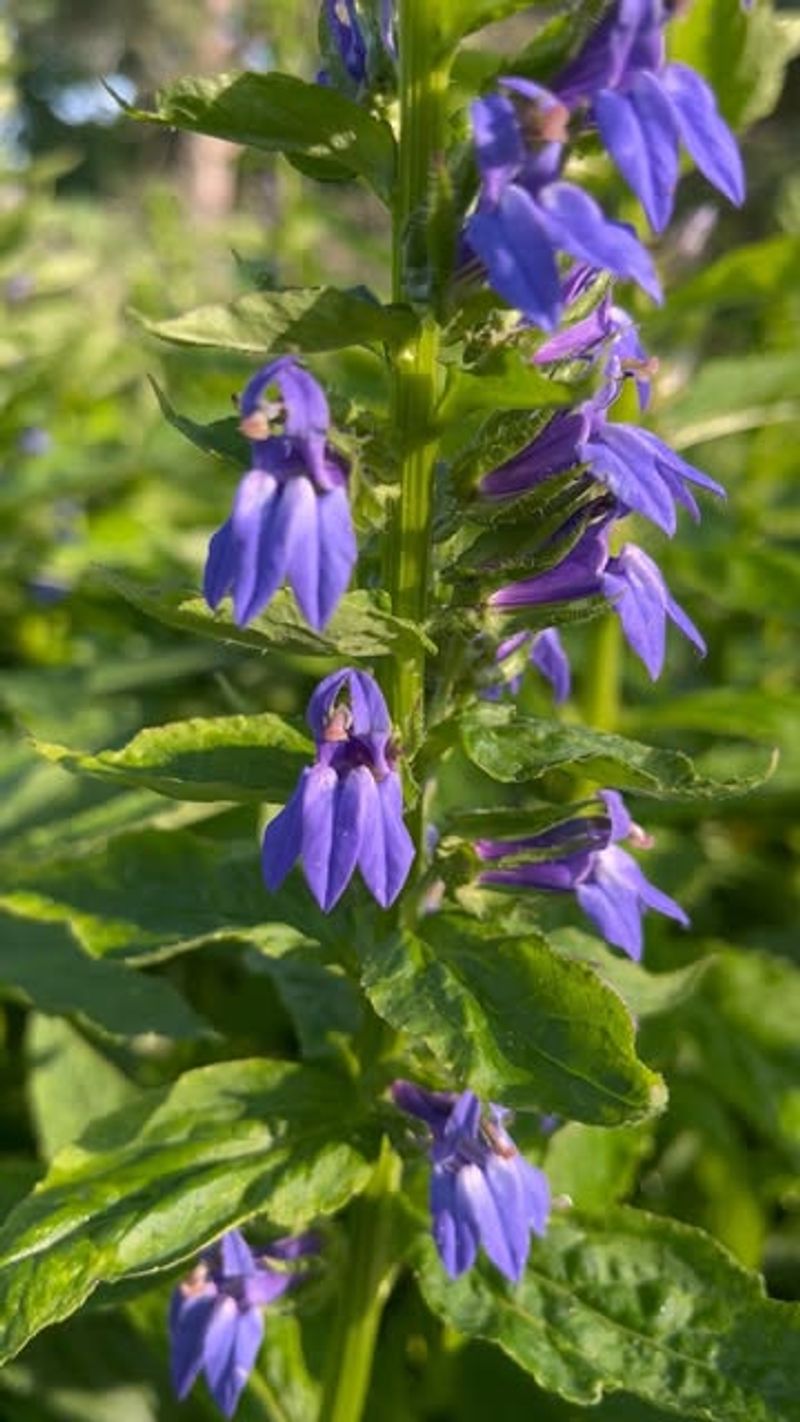 Blue Lobelia