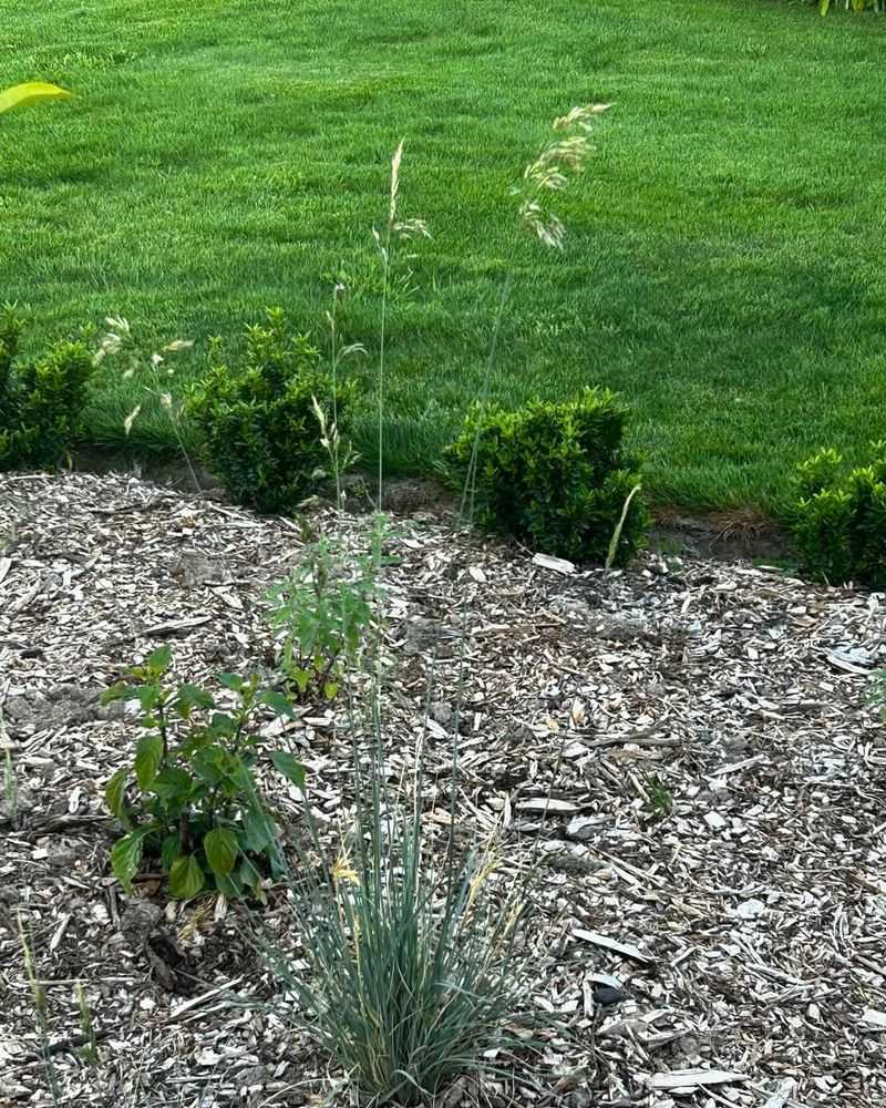 Blue Oat Grass