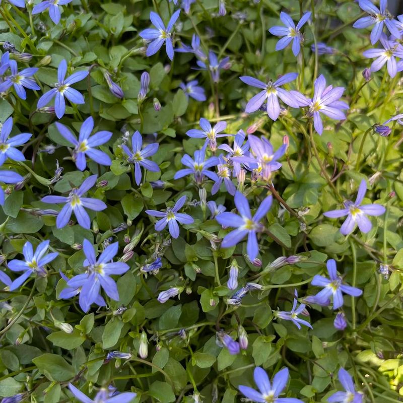 Blue Star Creeper