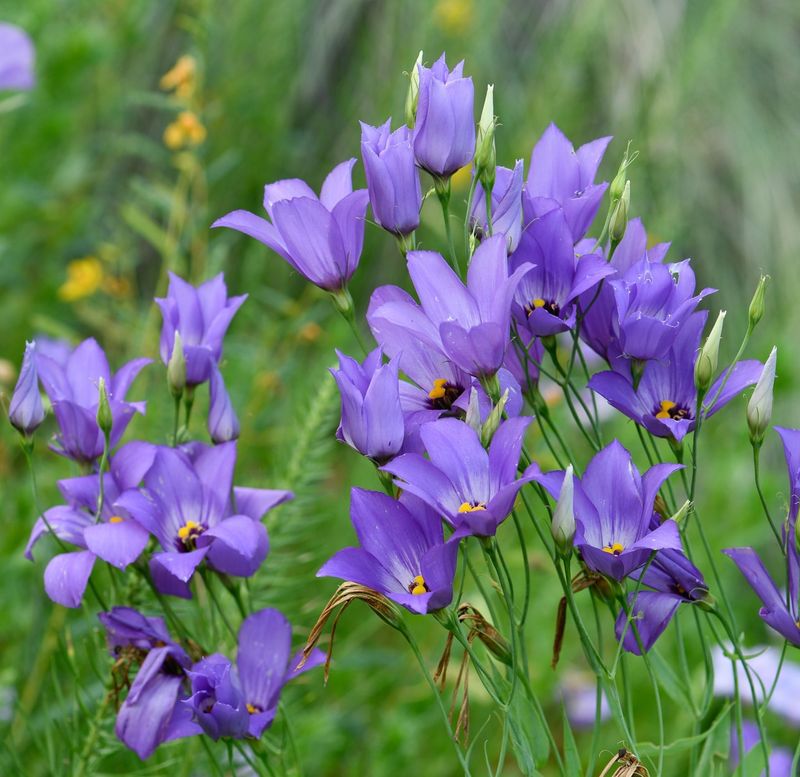 Bluebells