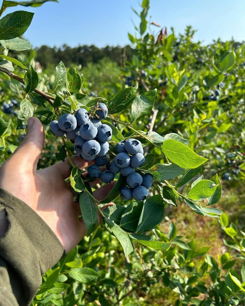 Blueberries