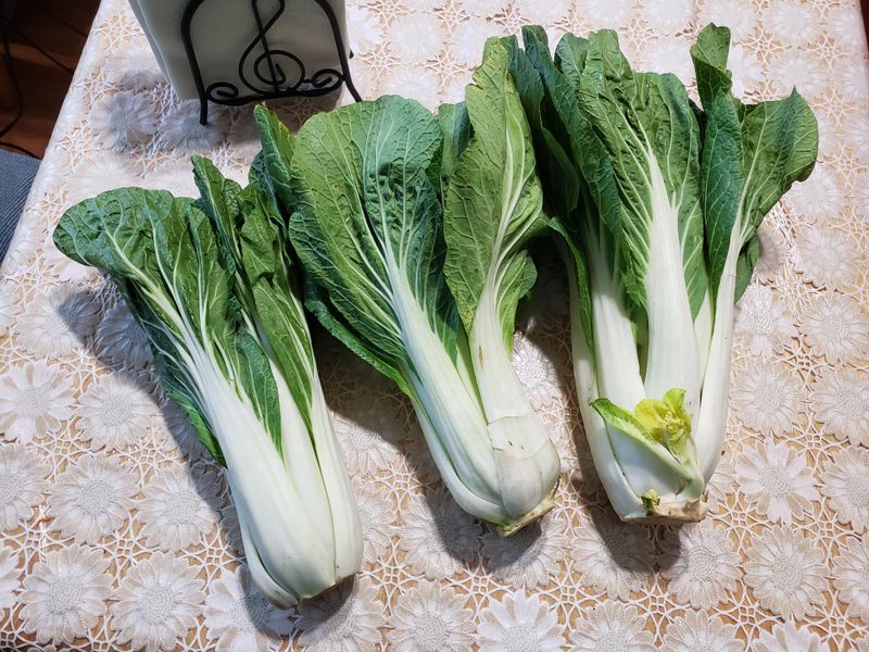 Bok Choy