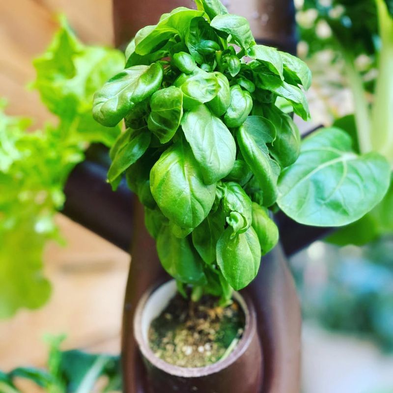 Bold Basil