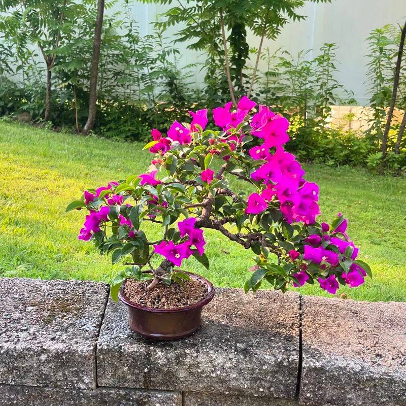 Bougainvillea