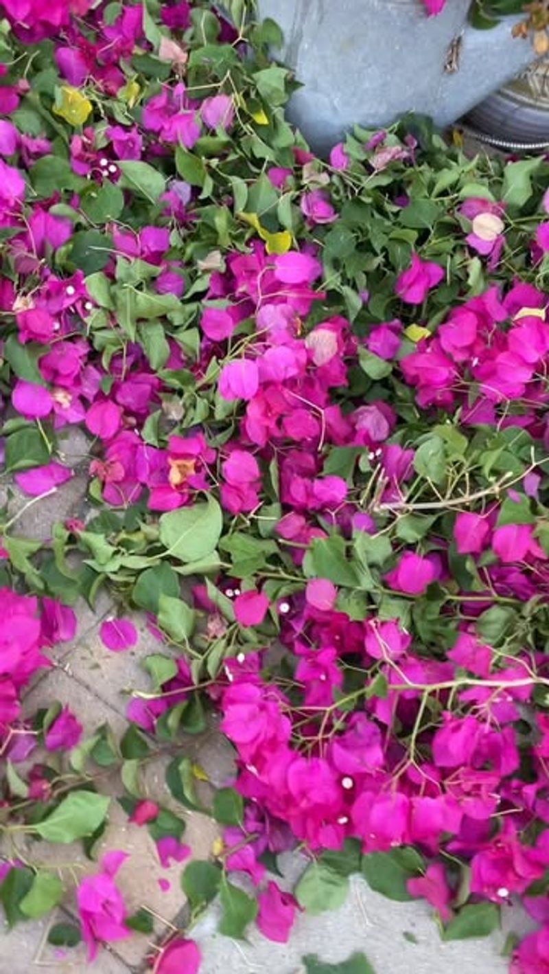 Bougainvillea