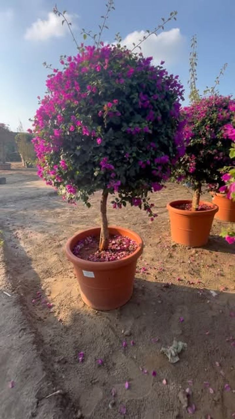 Bougainvillea