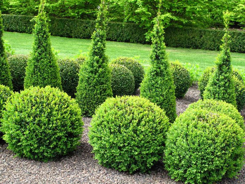 Boxwood