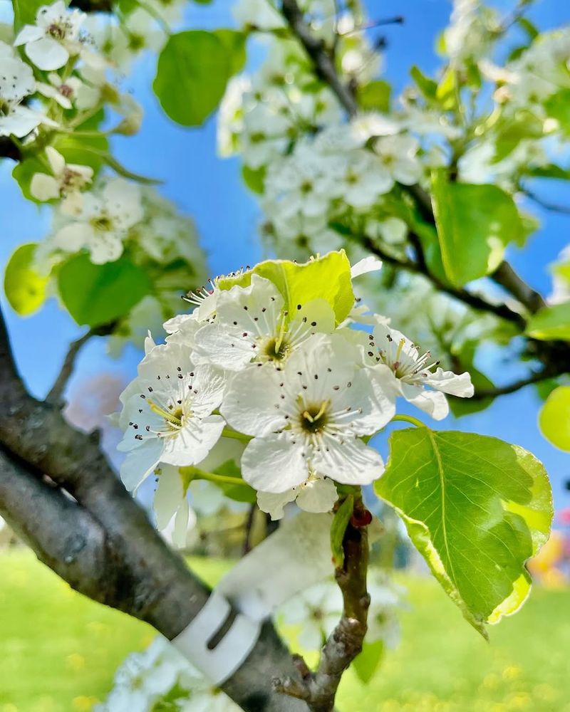 Bradford Pear