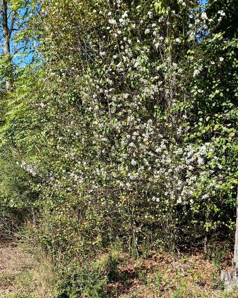 Bradford Pear Tree