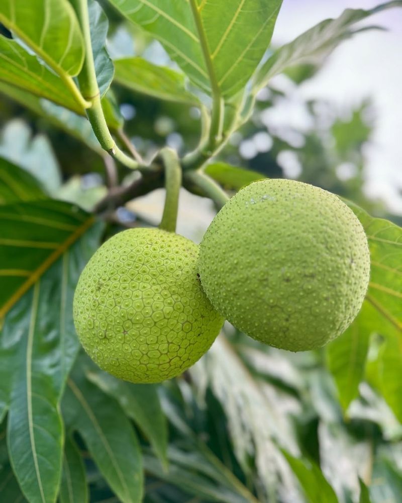 Breadfruit