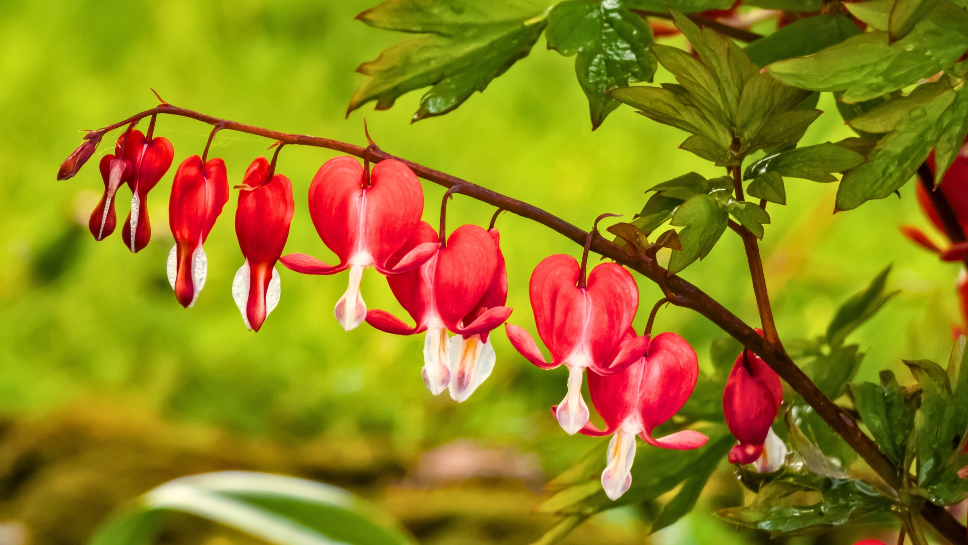 Bleeding Heart