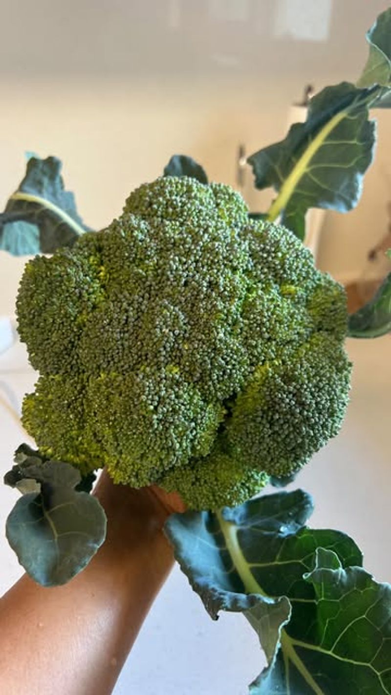 Broccoli