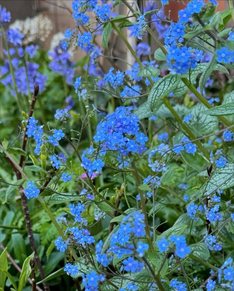 Brunnera