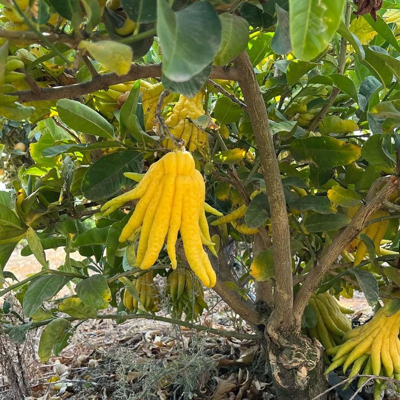 Buddha’s Hand