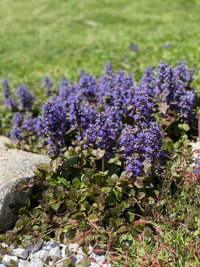 Bugleweed