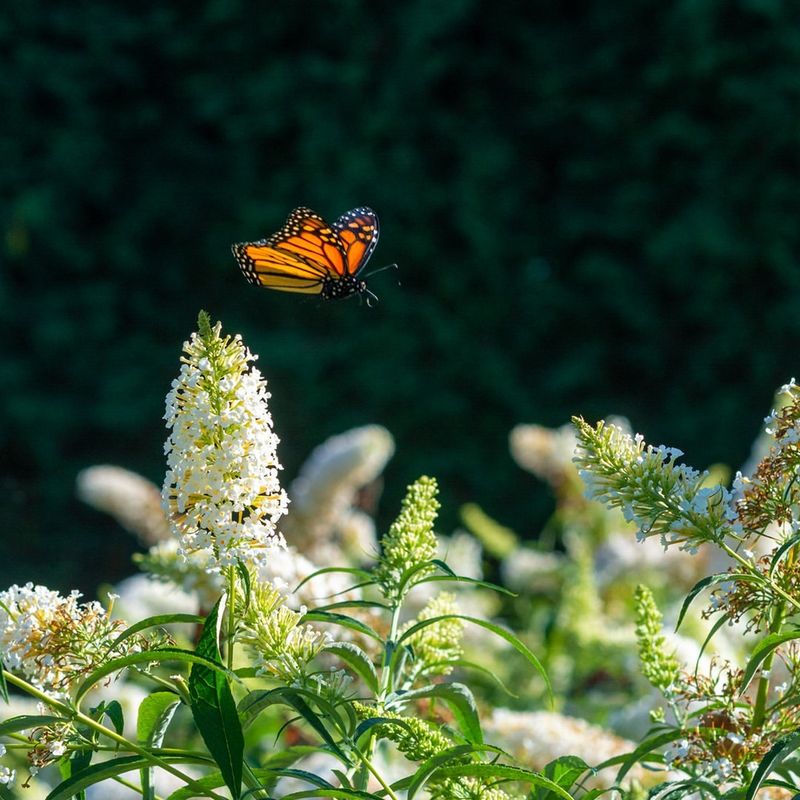 Butterfly Bush