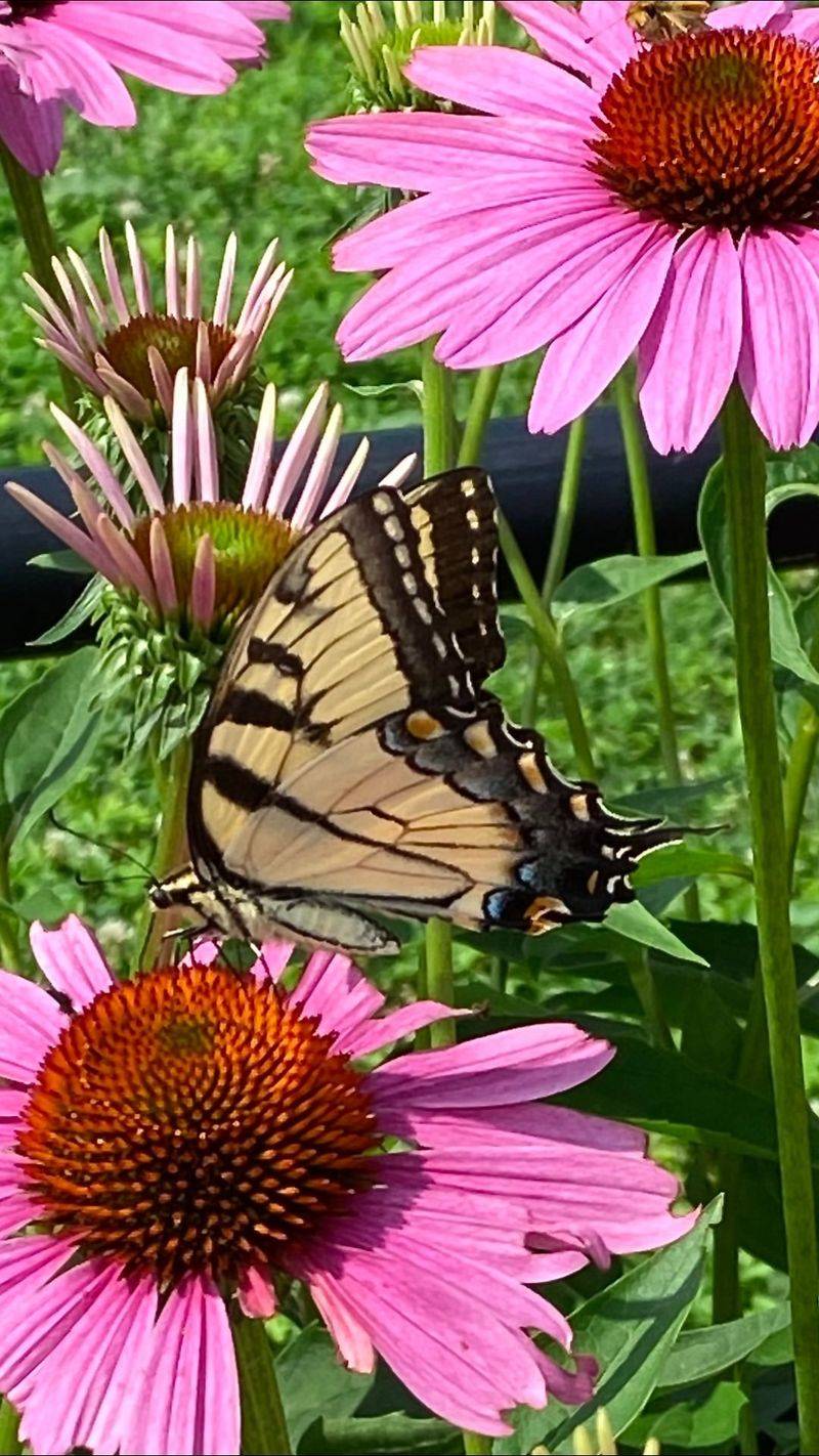 Butterfly Garden