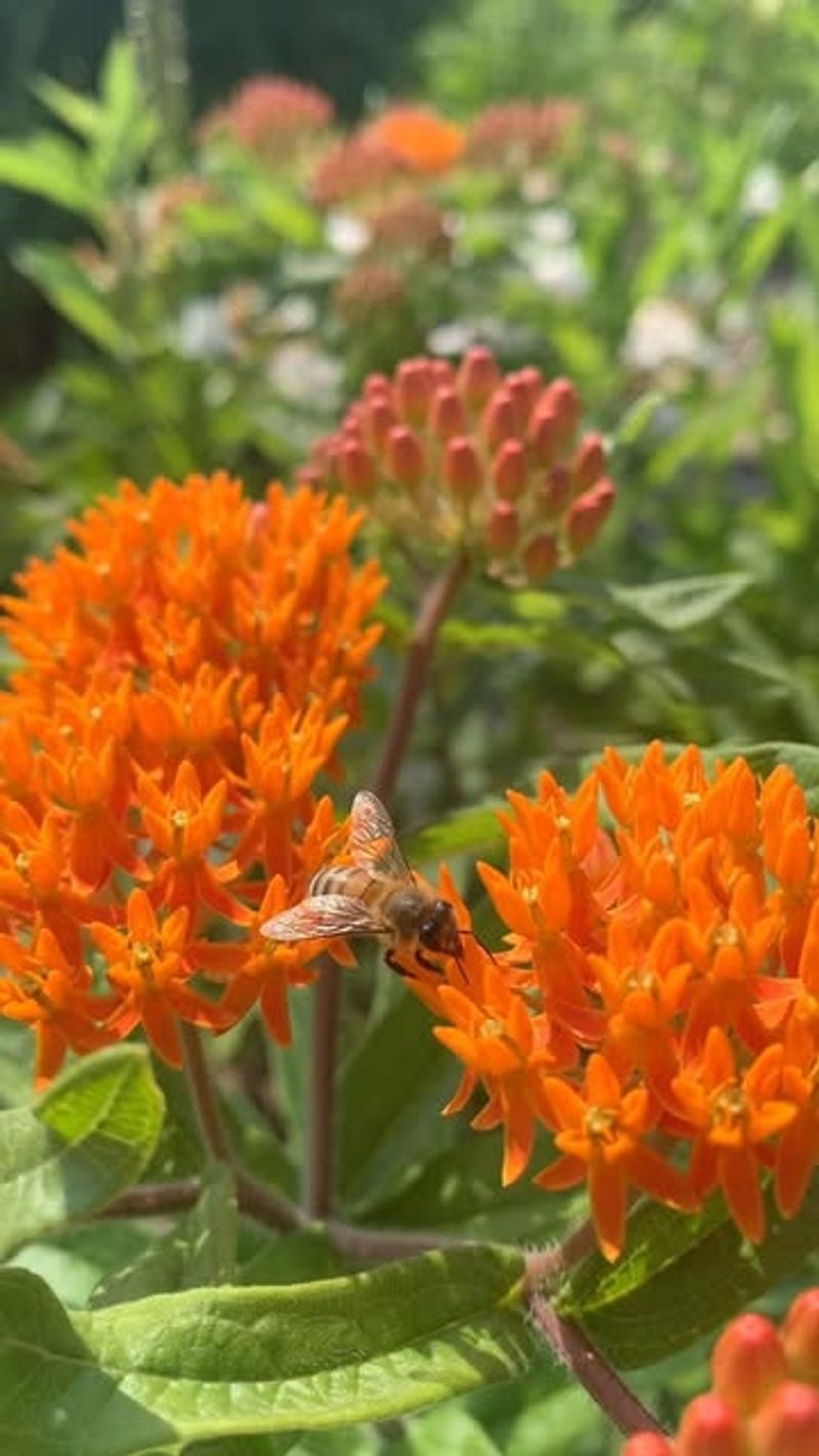 Butterfly Weed (Asclepias tuberosa)