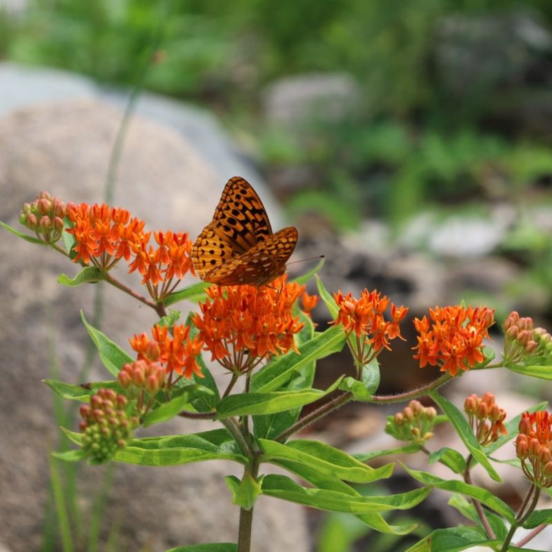 Butterfly Weed