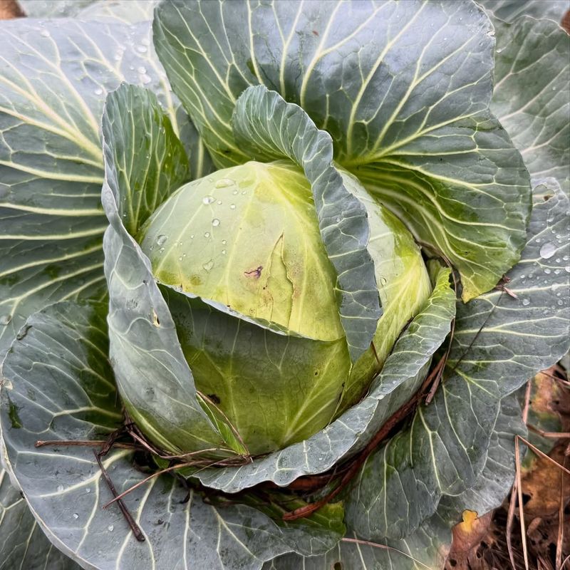 Cabbage